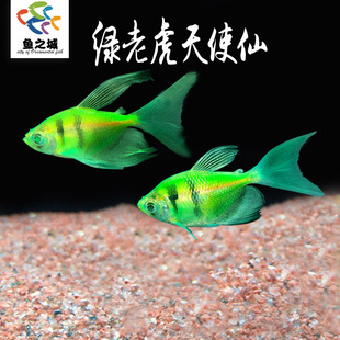 绿老虎天使仙活体长尾巴七彩裙鱼红衣天使好养观赏鱼热带鱼虎皮鱼