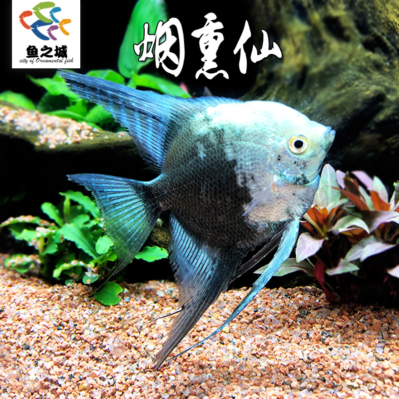 烟熏仙神仙鱼水族鱼缸观赏鱼热带鱼淡水白神仙鱼玛丽鱼灯科鱼活体