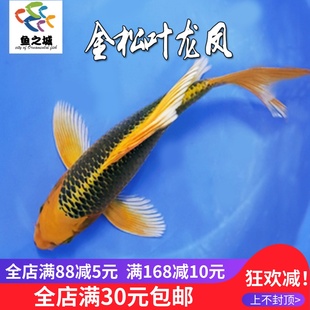 金松叶龙凤锦鲤长尾冷水淡水鱼纯种水族观赏鱼红白昭和三色金鱼