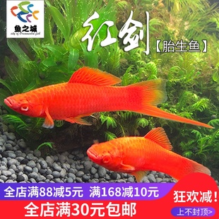 鱼之城红剑鱼红箭大红剑活体鱼玛丽鱼胎生热带观赏鱼红剑鱼活体