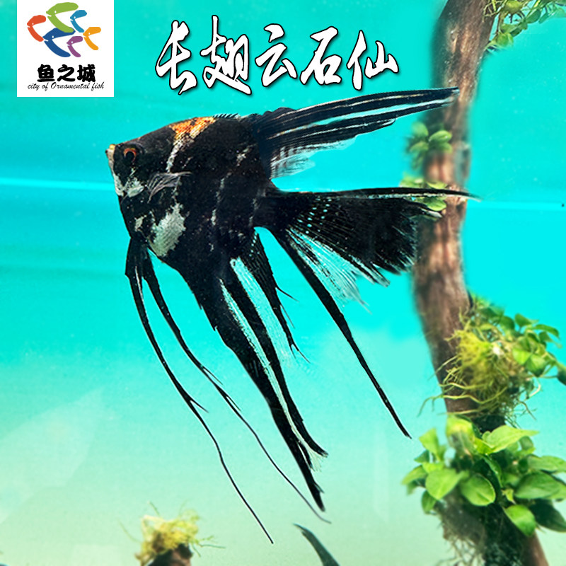 长翅云石仙燕鱼神仙鱼热带鱼淡水鱼秘鲁埃及仙金燕墨仙观赏鱼灯鱼