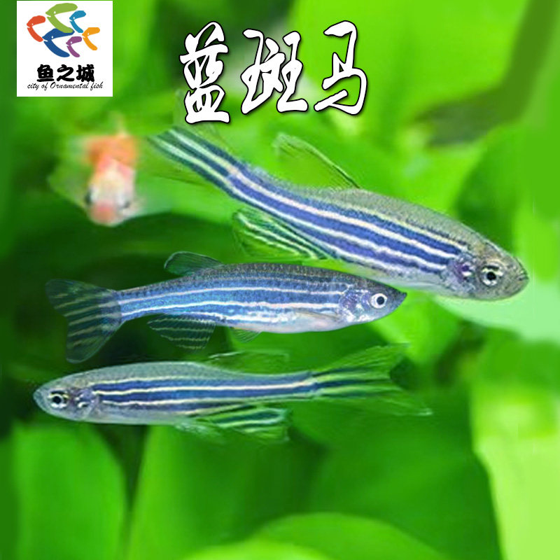 蓝斑马鱼灯科鱼水族活体冷淡水新手练手好养红绿灯小型热带观赏鱼