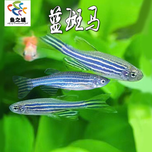 蓝斑马鱼小型热带观赏鱼新手好养