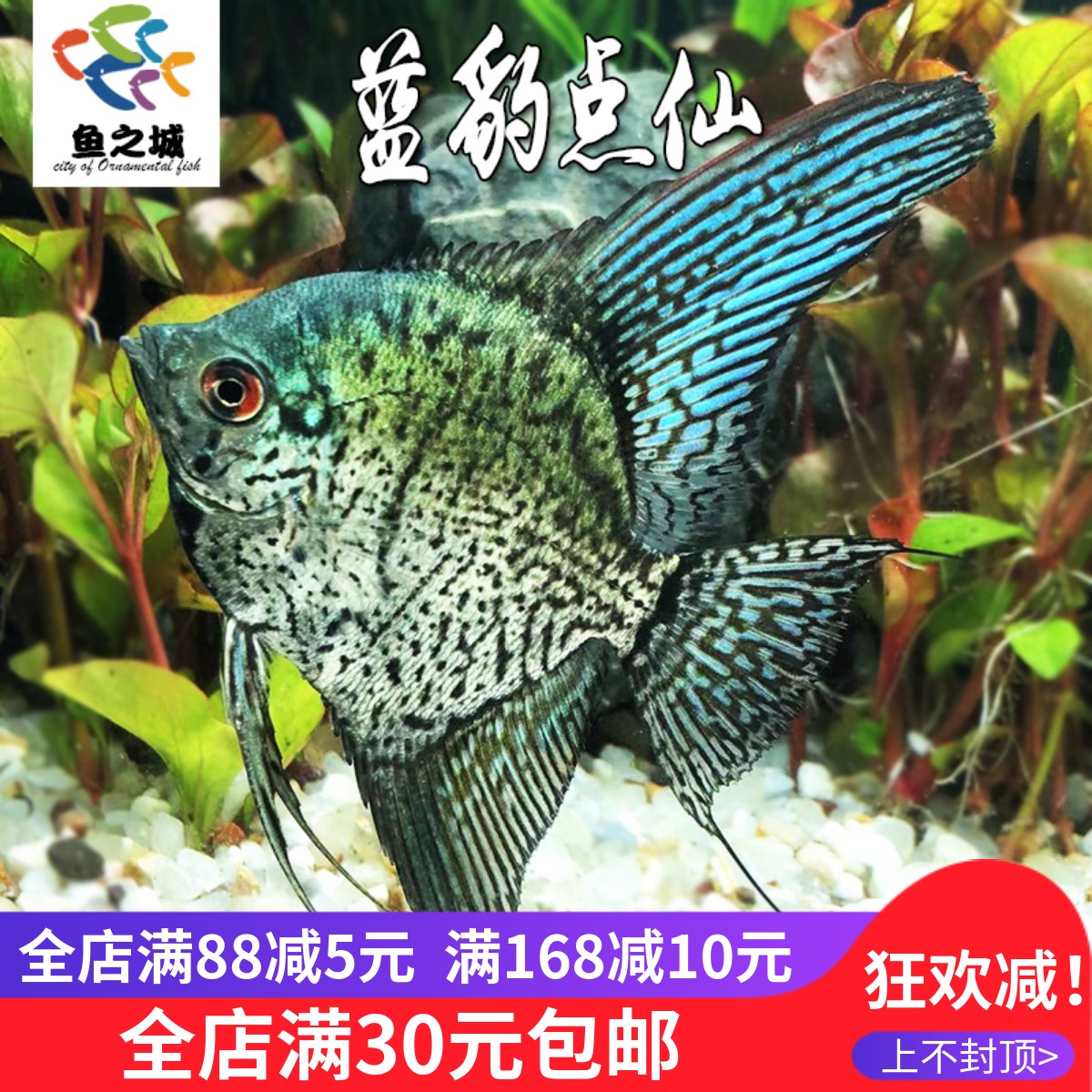 蓝豹点仙神仙鱼燕鱼热带鱼包活