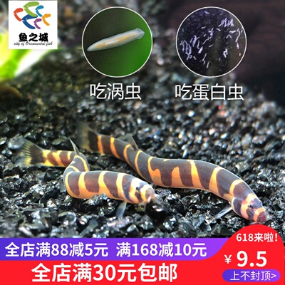 蛇仔鱼库勒潘苦力泥鳅除涡蛋白虫