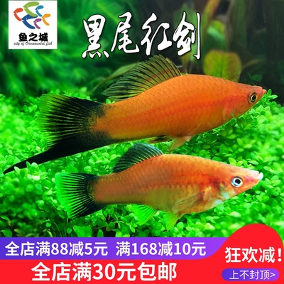 鱼之城公母配对黑尾红剑鱼热带淡水鱼