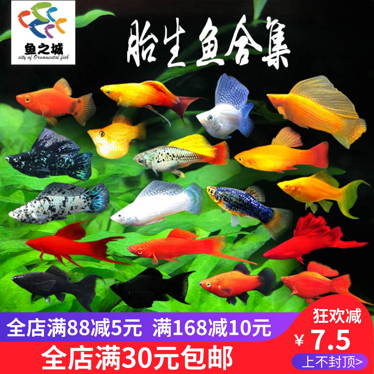 胎生鱼活体孔雀鱼金银黑玛丽金银球玛丽孔雀鱼胎生热带观赏鱼活体
