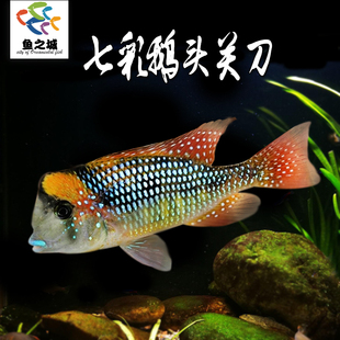 七彩鹅头关刀鱼食土鲷观赏鱼热带淡水鱼红头利关刀天使鱼曼龙鱼