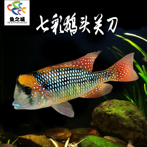 七彩鹅头关刀鱼食土鲷观赏鱼淡水