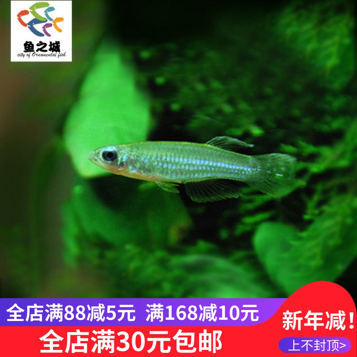 灯科鱼蓝眼灯蓝眼灯鱼活体灯科鱼活体蓝眼灯小型灯科鱼热带观赏鱼
