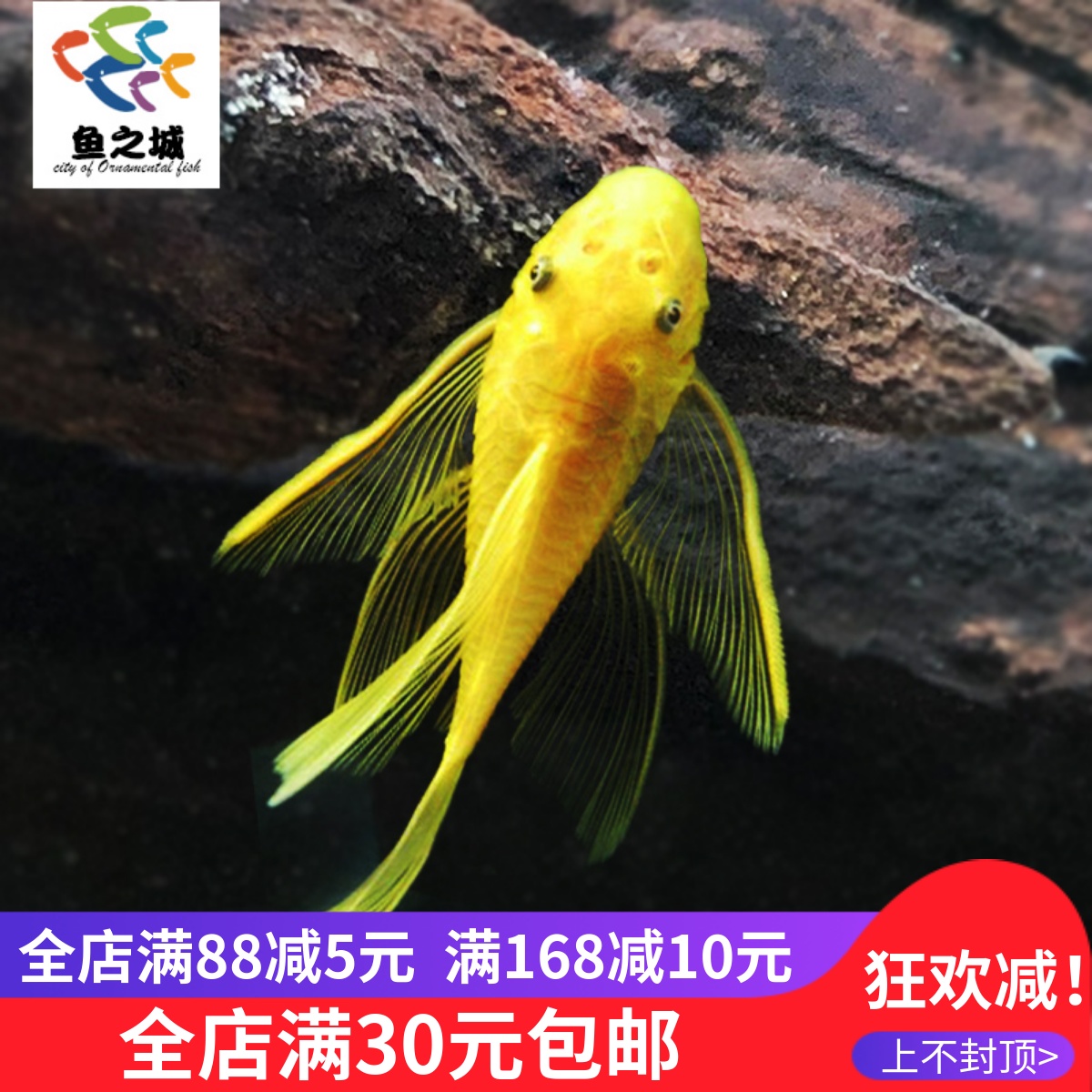 鱼之城鱼缸除藻高手 异型 鱼 蓝眼大帆 蓝眼大帆天使 黄金胡子