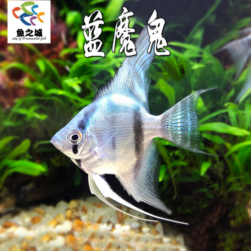 蓝魔鬼蓝魔仙神仙鱼淡水好养易活