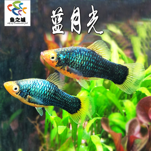 鱼之城蓝月光热带鱼直接产仔