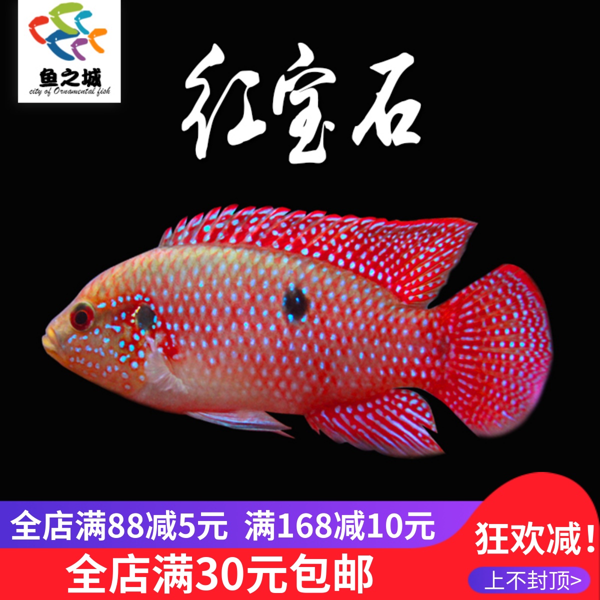 红宝石球血钻三湖慈鲷鱼活体中小型耐养易活热带观赏鱼淡水鱼