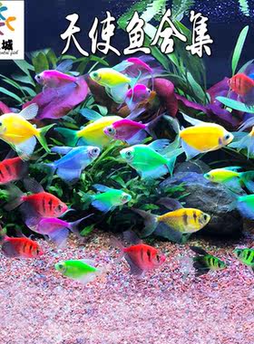 天使鱼彩群鱼红黄蓝荧光绿衣