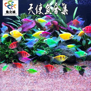 鱼之城天使鱼彩虹荧光天使多彩群鱼新手好养红黄蓝荧光绿衣天使鱼