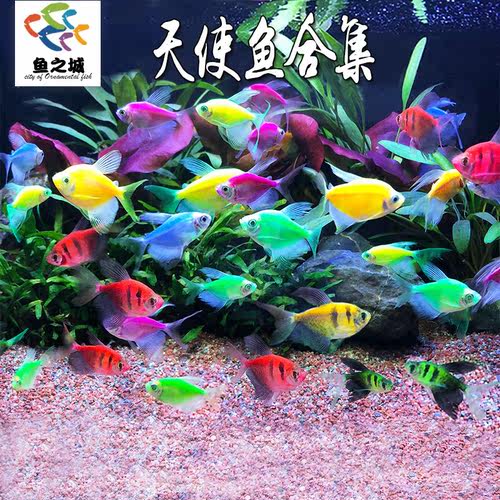 天使鱼彩群鱼红黄蓝荧光绿衣
