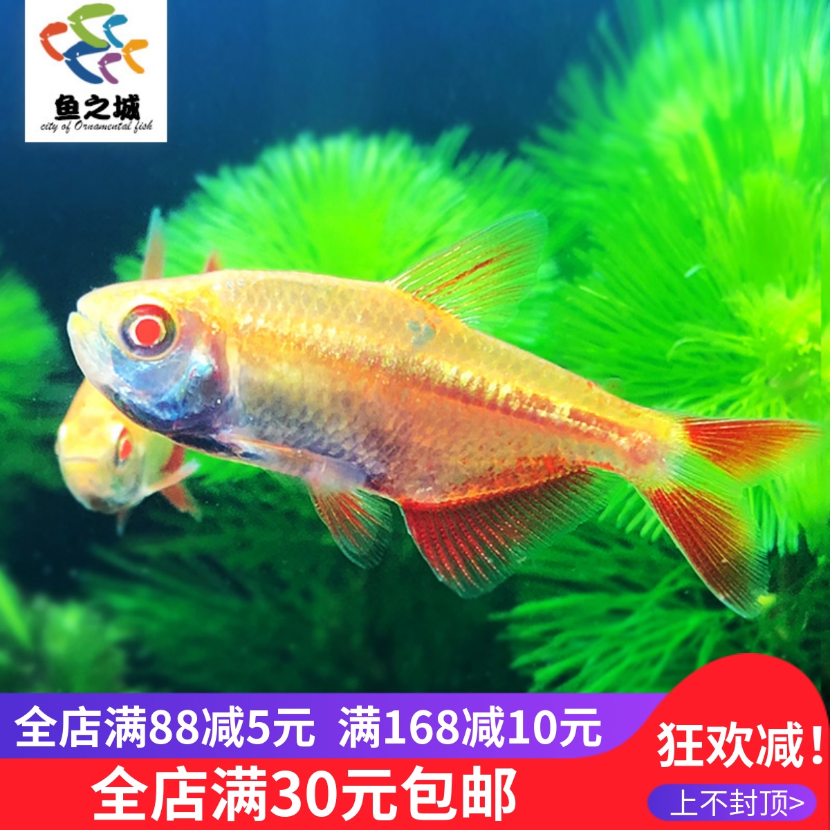 红十字鱼红天使鱼美人鱼