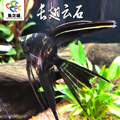 长翅云石仙大型燕鱼好养耐活