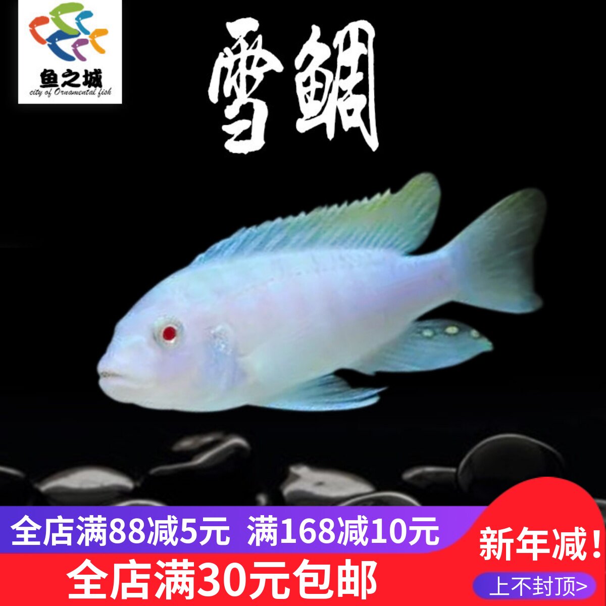 三湖慈鲷鱼马鲷雪鲷活体鱼非洲王子热带鱼岩栖中小型淡水鱼观赏鱼