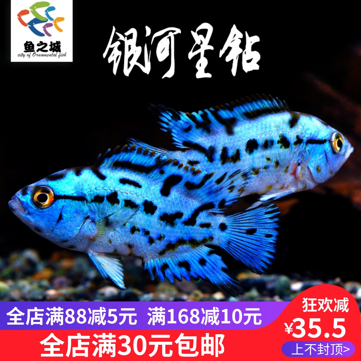 银河星钻三湖慈鲷短鲷美洲慈鲷鱼热带观赏鱼活体珍珠豹新手易养鱼