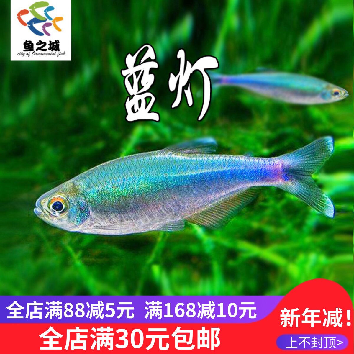 鱼之城蓝灯鱼灯科鱼红绿灯鱼饲料蓝眼灯白云金丝灯鱼蓝色群游鱼