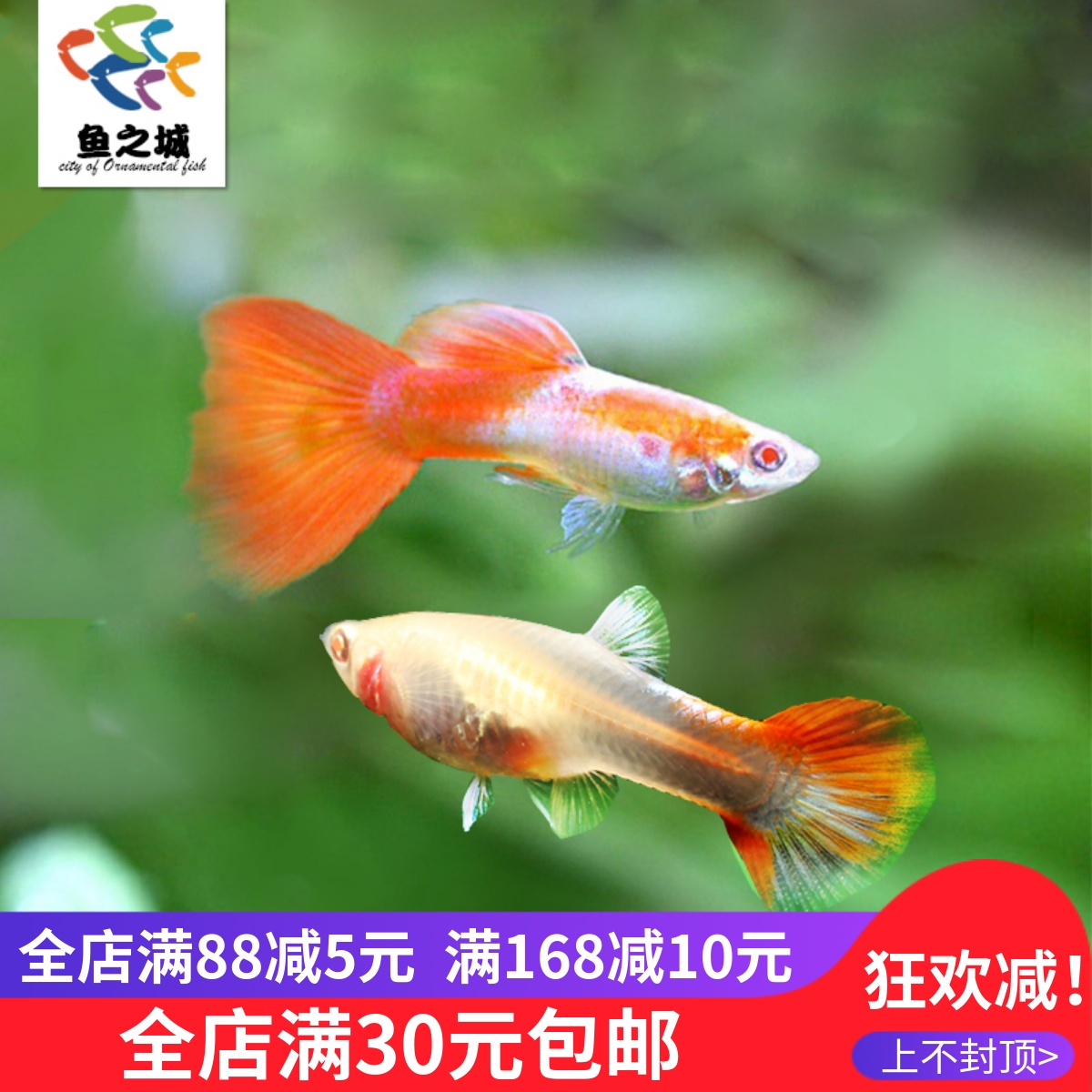 礼服活体热带观赏鱼