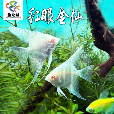 红眼金仙神仙鱼观赏鱼淡水