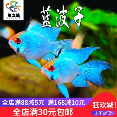 蓝波子阿凡达鱼活体好养短鲷鱼