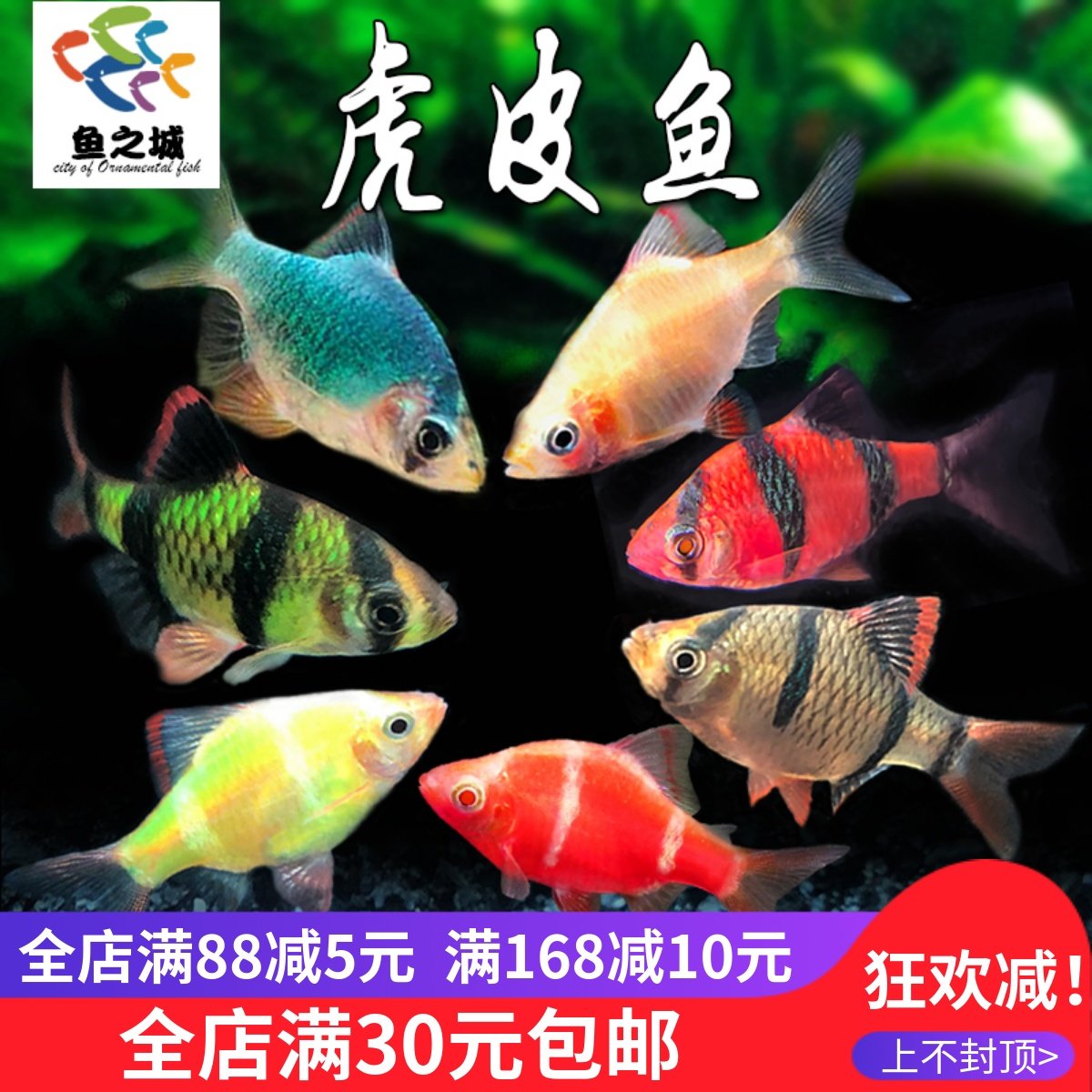 四间绿宝石金虎皮鱼耐养热带鱼