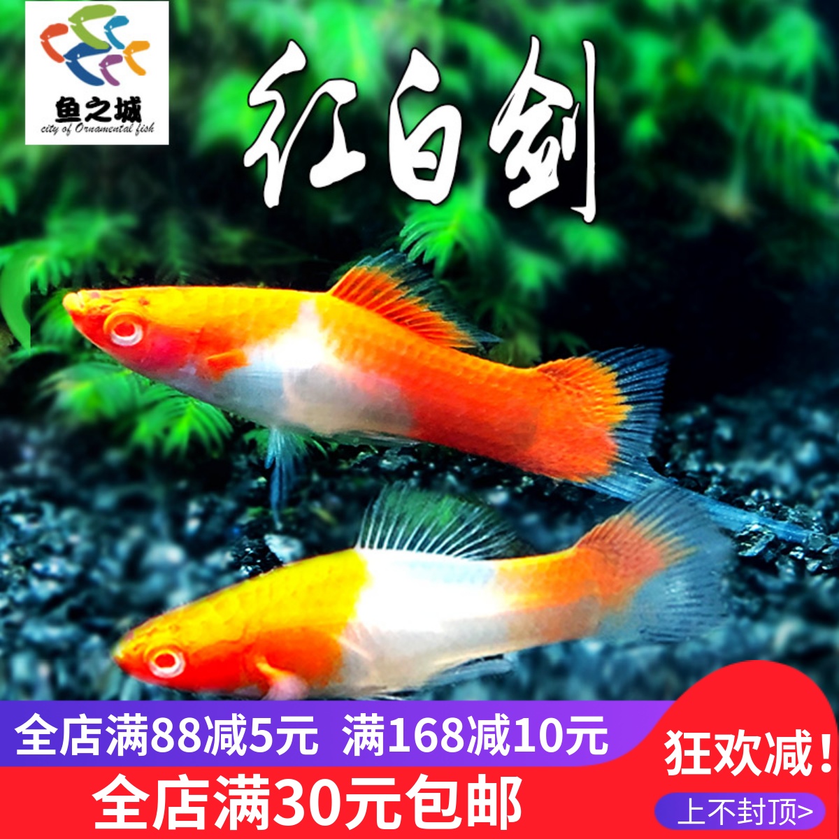 红白剑胎生鱼热带鱼好养观赏鱼