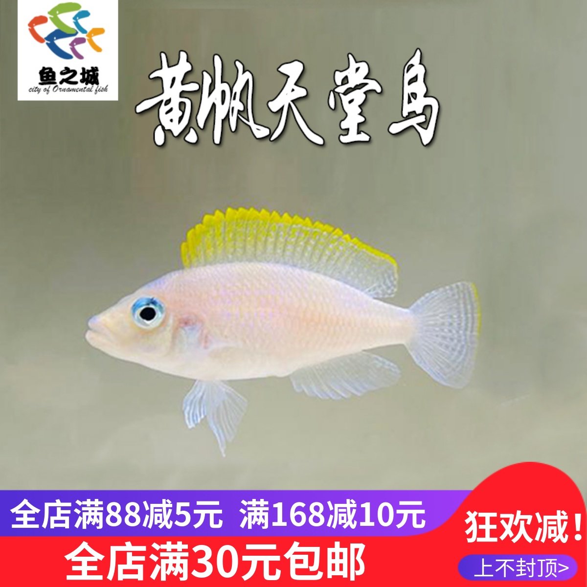 黄帆天堂鸟三湖慈鲷热带鱼