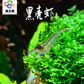 黑壳虾除藻虾淡水观赏工具虾草缸鱼缸造景清洁虾可混养小型观赏鱼