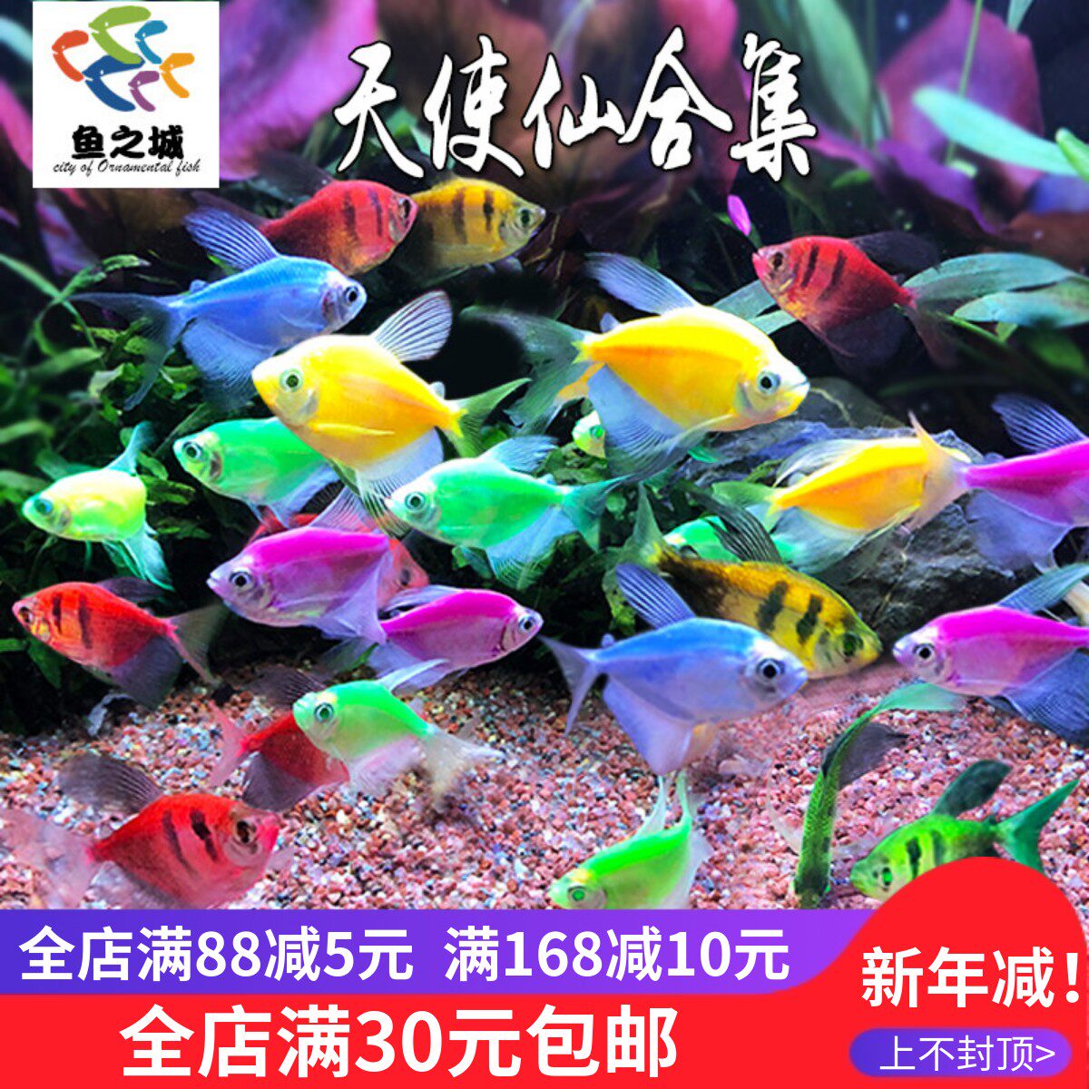 天使仙合集观赏鱼长尾巴荧光紫衣黄衣绿老虎黄老虎热带鱼群游活体