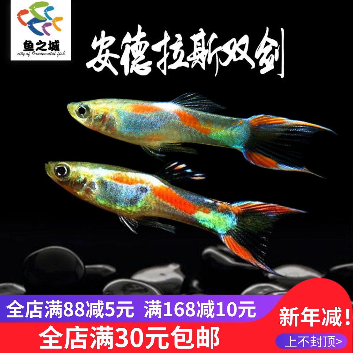 安德拉斯孔雀鱼双剑鱼缸草缸小型热带鱼淡水观赏鱼红绿灯活体好养
