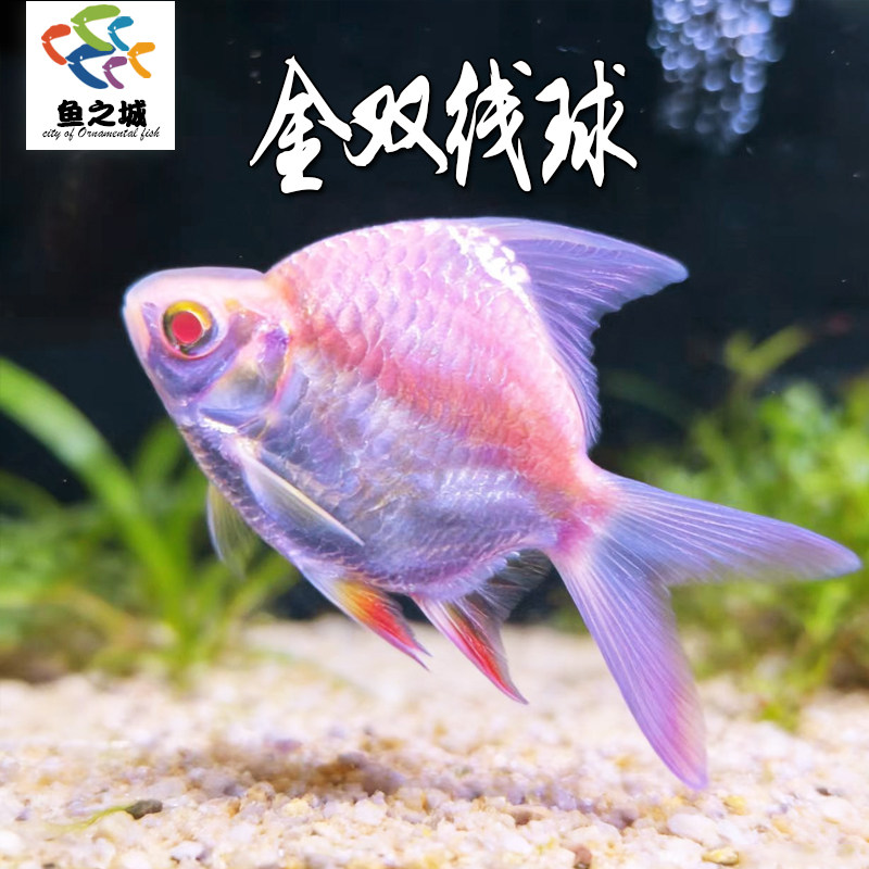 金双线球泰国进口元宝鲫高身隆背双线侧群游鱼新手淡水龙鱼配鱼