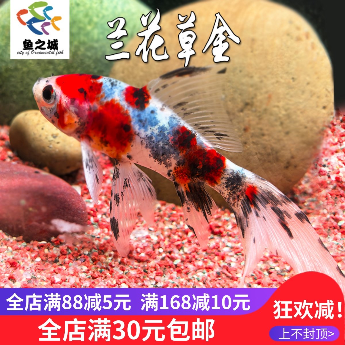 兰花草金小金鱼锦鲤新手鱼冷水