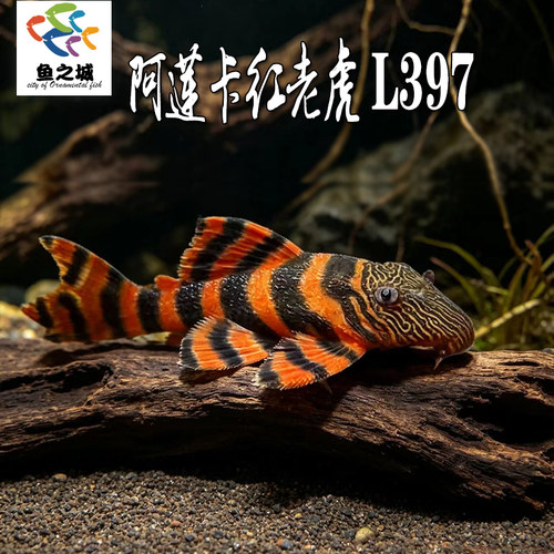 阿莲卡红老虎L397南美异型鱼