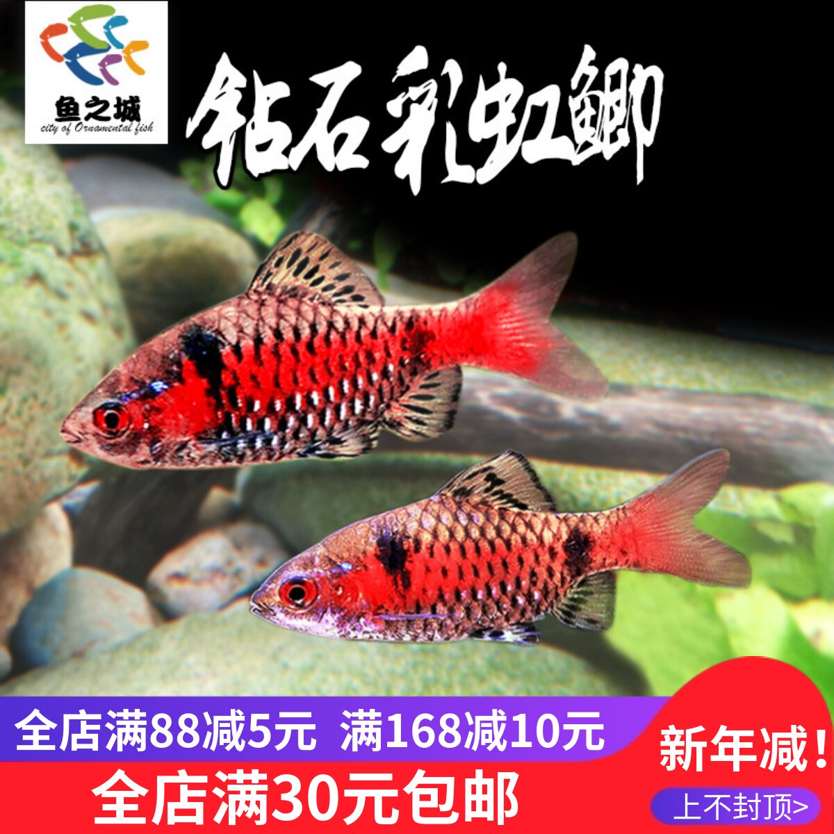 钻石彩虹鲫群游观赏鱼水族泰国湄公河进口冷水鱼彩虹精灵新手好养