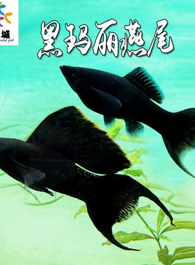 活体双尾热带观赏鱼黑玛丽
