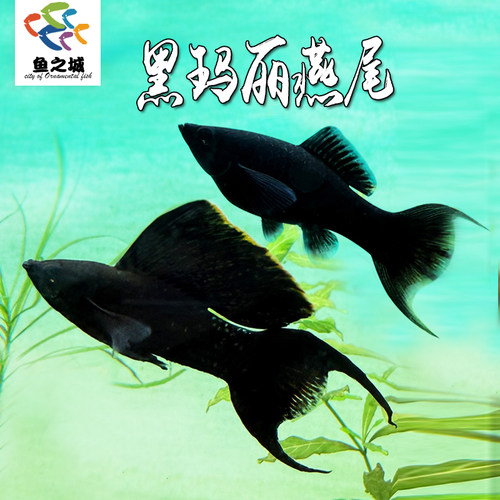 活体双尾热带观赏鱼黑玛丽