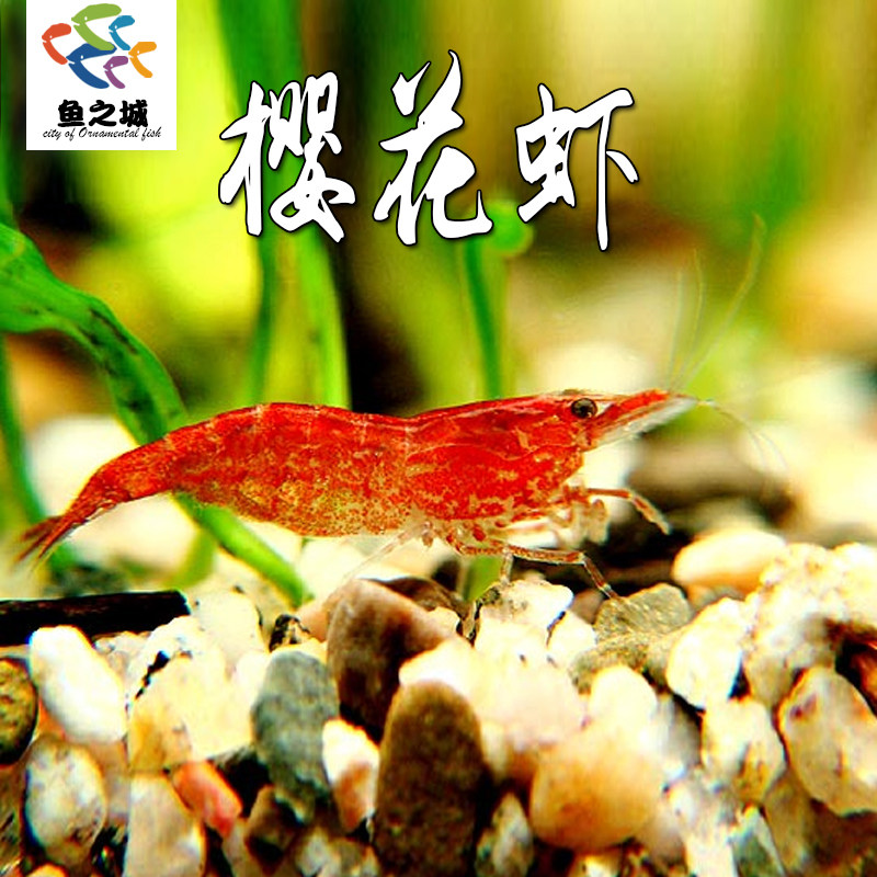 樱花虾除藻虾极火虾蓝丝绒虾黄金米虾水晶虾观赏虾米虾黑壳虾