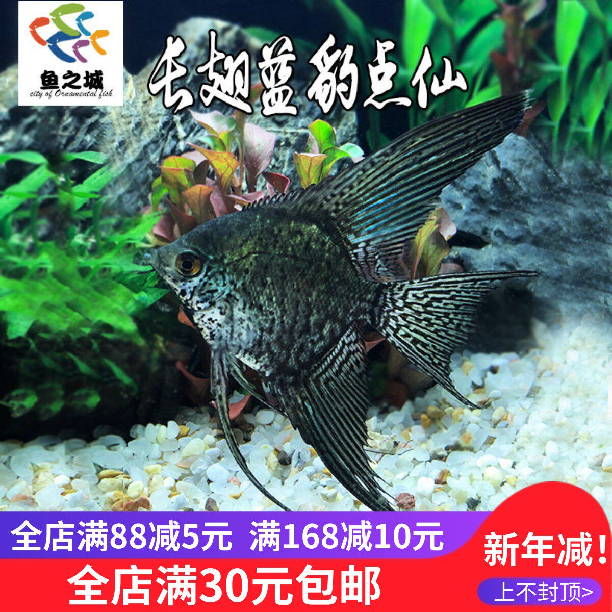 长翅蓝豹点仙活体好养神仙鱼热带鱼群游灯鱼秘鲁金仙墨仙蓝魔仙
