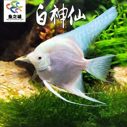 白神仙鱼热带鱼秘鲁三色新手好养