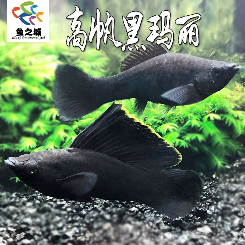 胎生鱼高帆黑玛丽大帆黑么大帆黑玛丽公母配对黑色系产崽生仔鱼 - 实物图
