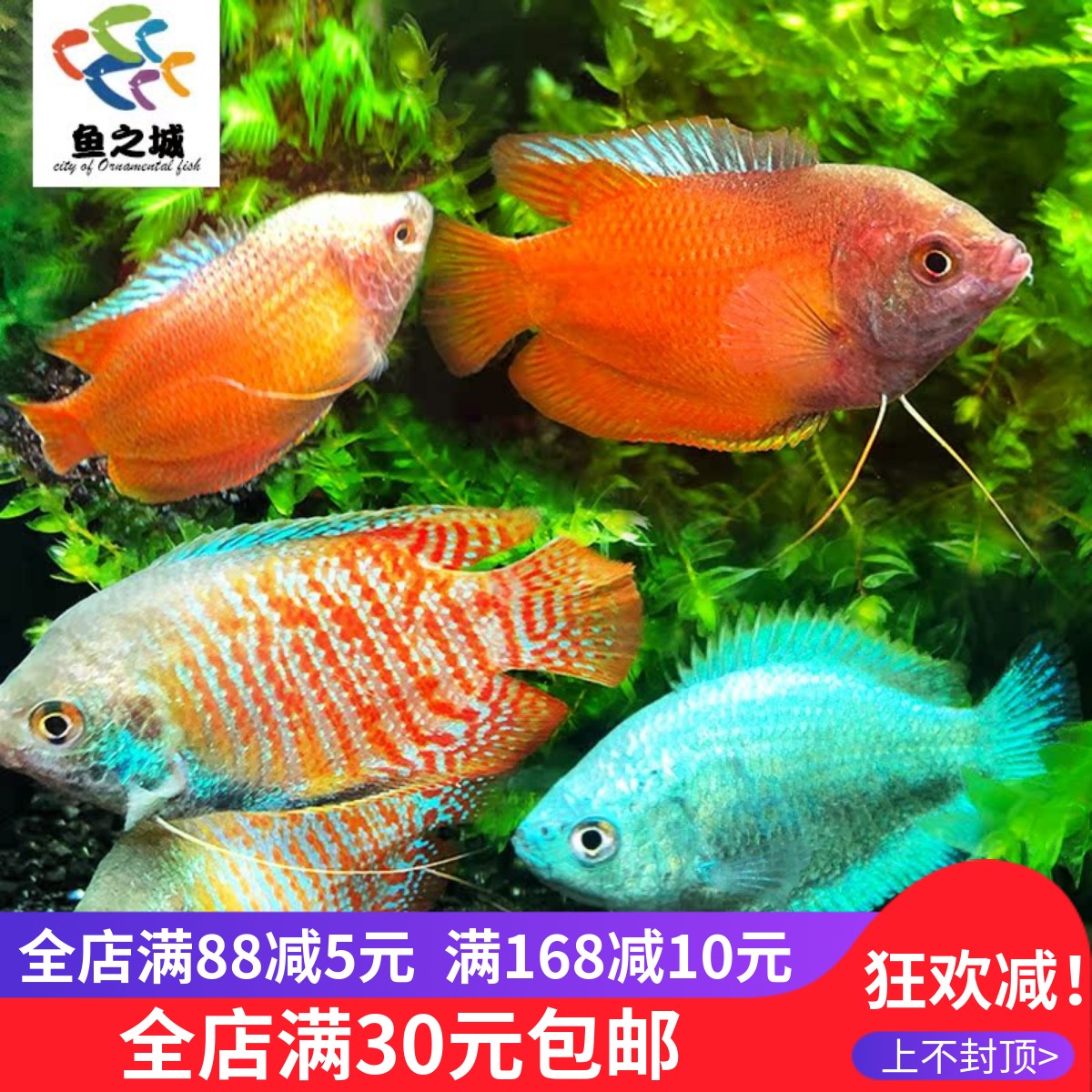 五彩丽丽鱼 观赏丽丽鱼 七彩 五彩招财丽丽鱼大号蓝血丽丽观赏鱼