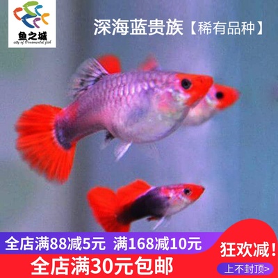 深海蓝贵族鸿运当头孔雀鱼鸿头巴西