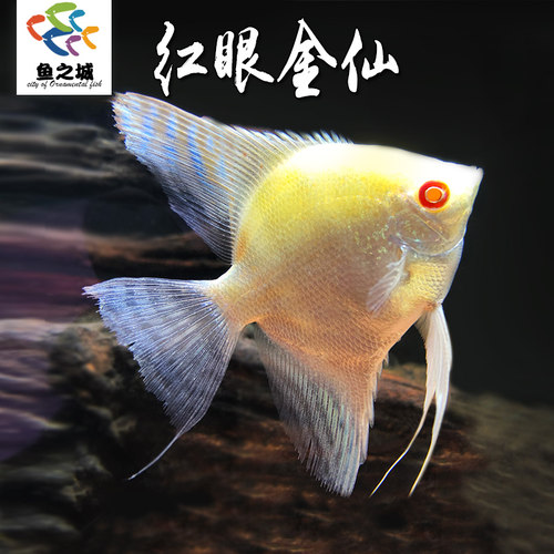 红眼金仙神仙鱼可混养斑马孔雀鱼