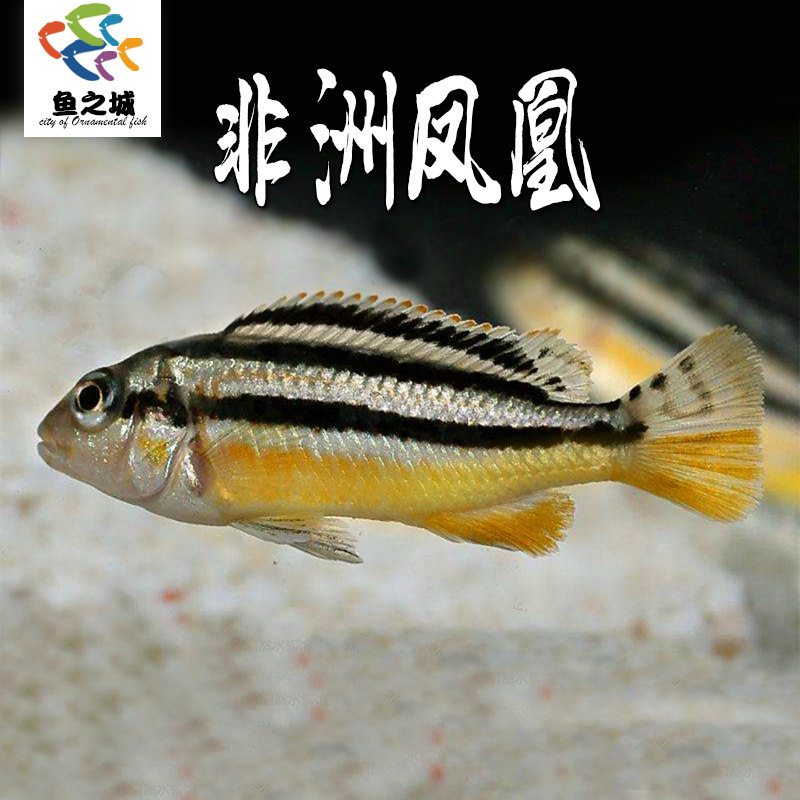 三湖慈鲷鱼马鲷非洲凤凰鱼活体淡水中小型耐养易活热带观赏鱼