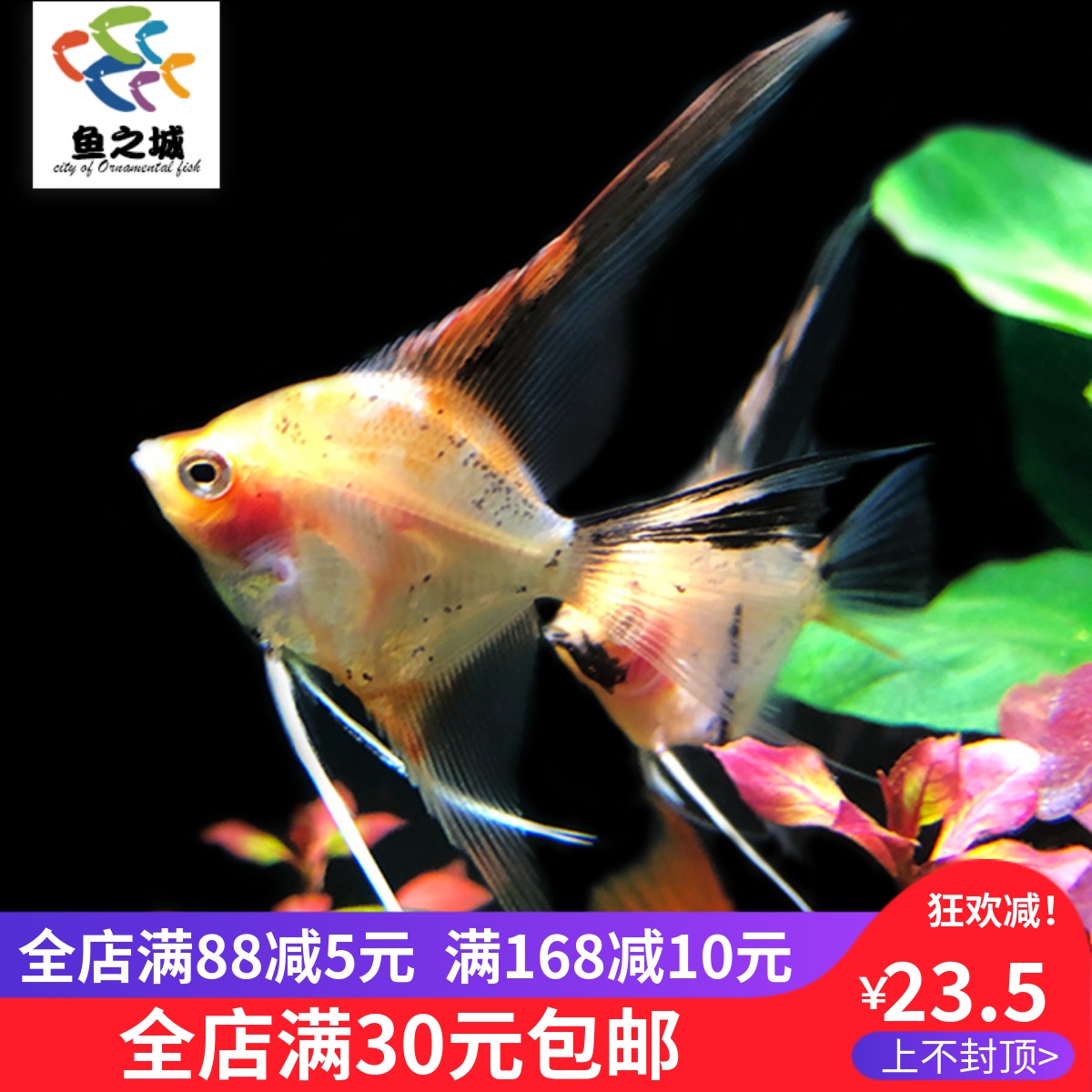 神仙鱼长翅大红袍热带淡水鱼好养